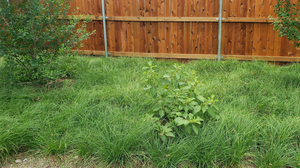 There Is a Native Ground Cover for Every Garden