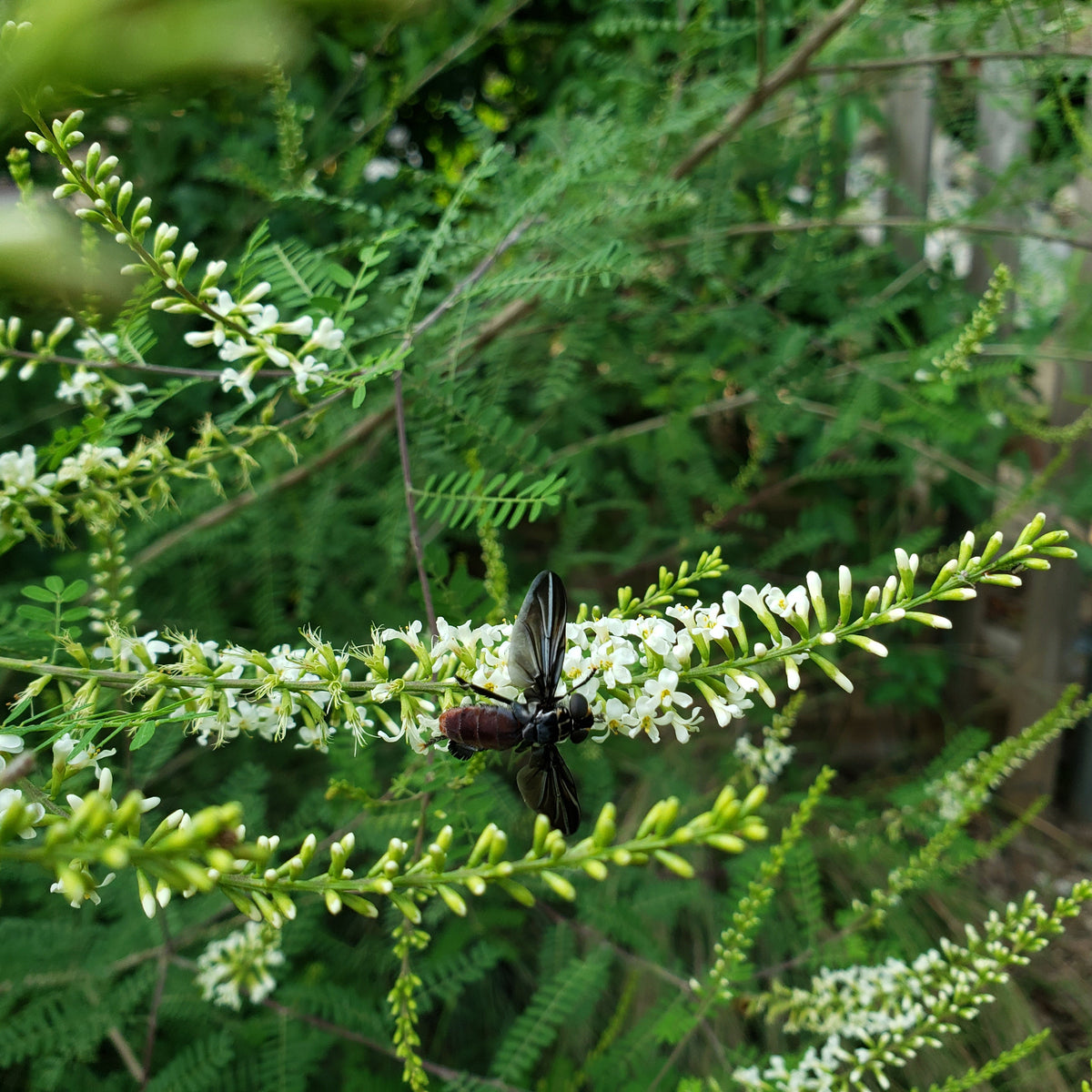 Texas kidneywood (Eysenhardtia texana)