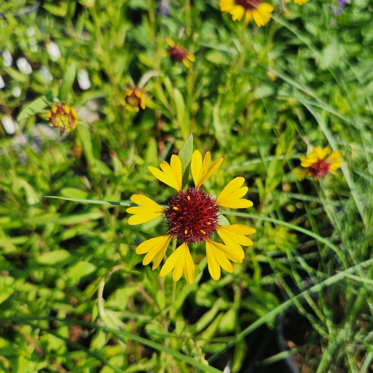 Gaillardia aestivalis (Lanceleaf Blanketflower)