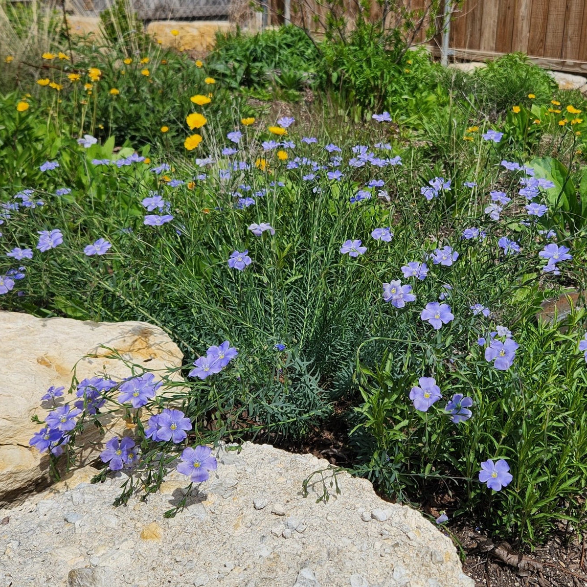 Linum lewisii (Blue Flax)