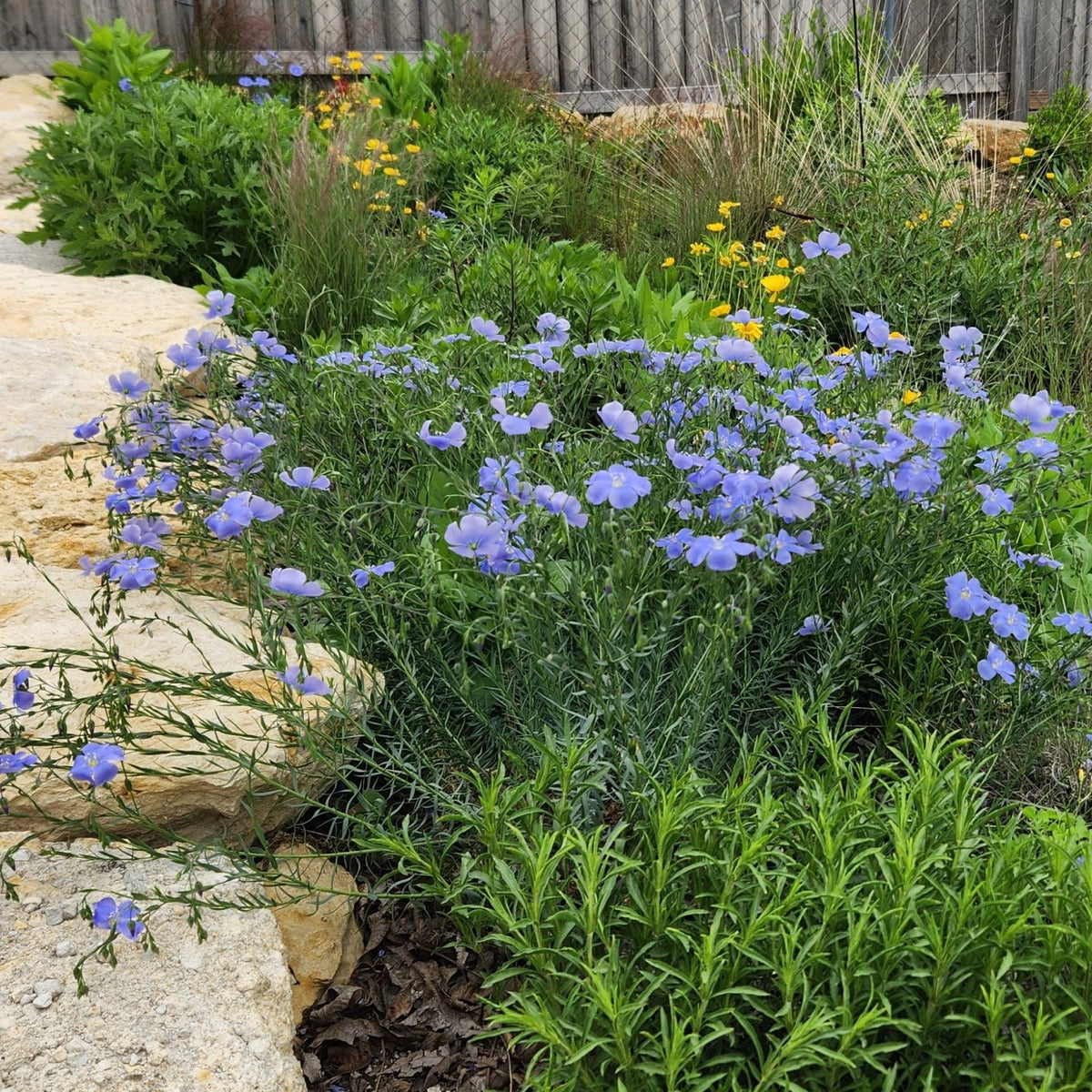 Linum lewisii (Blue Flax)