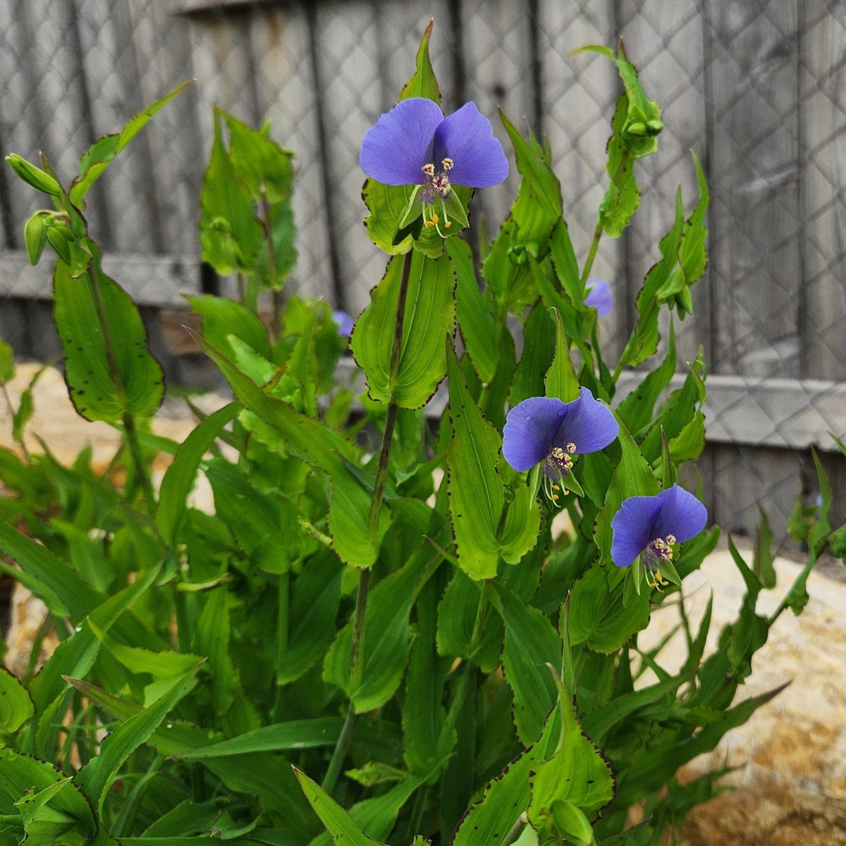 Tinantia anomala (False Dayflower)
