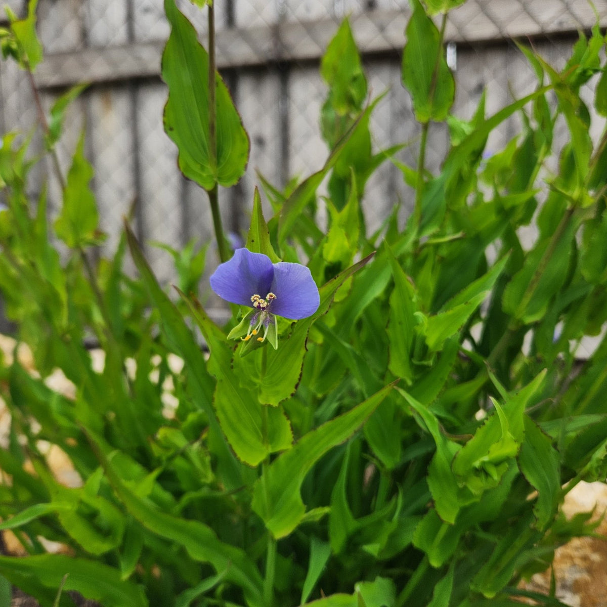Tinantia anomala (False Dayflower)