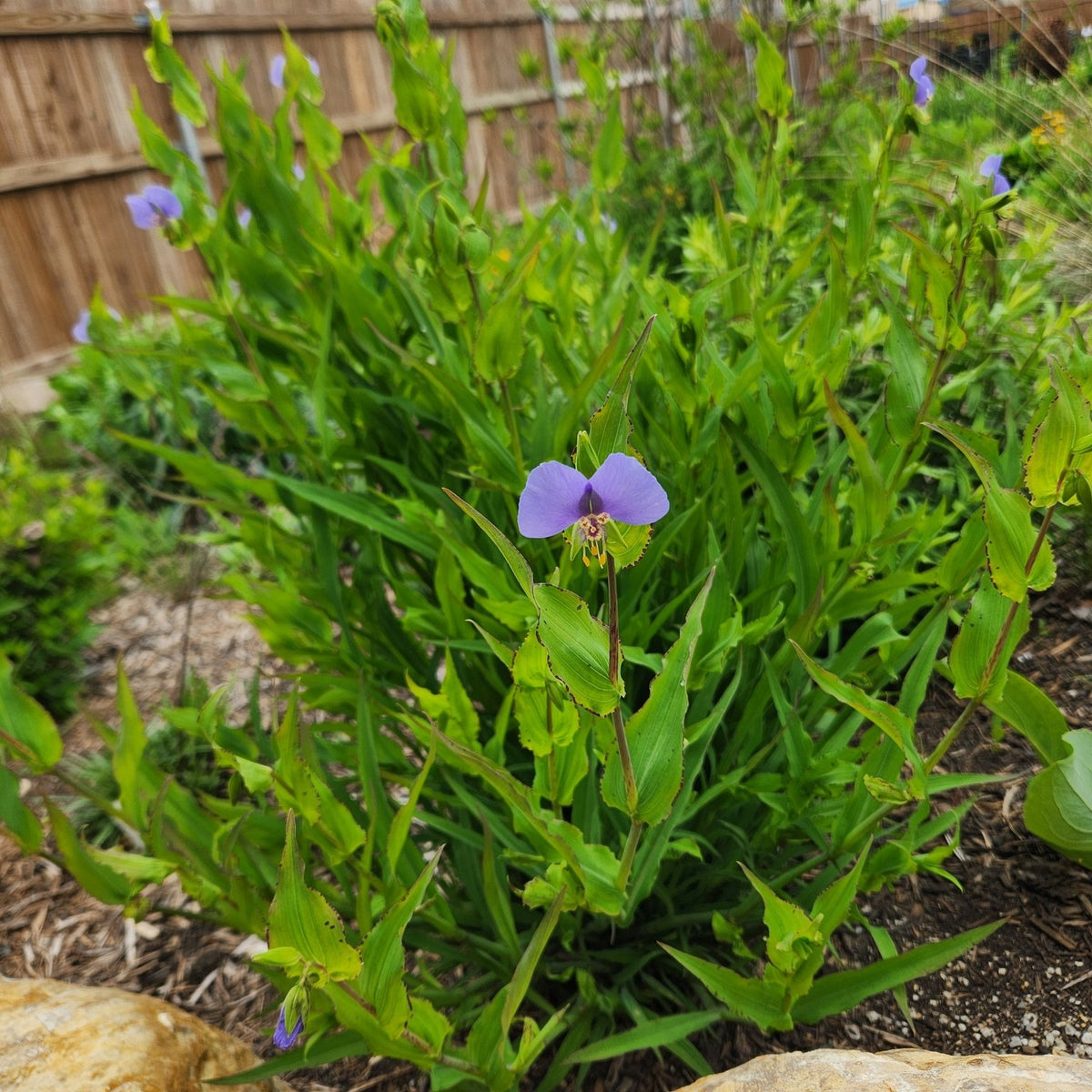Tinantia anomala (False Dayflower)