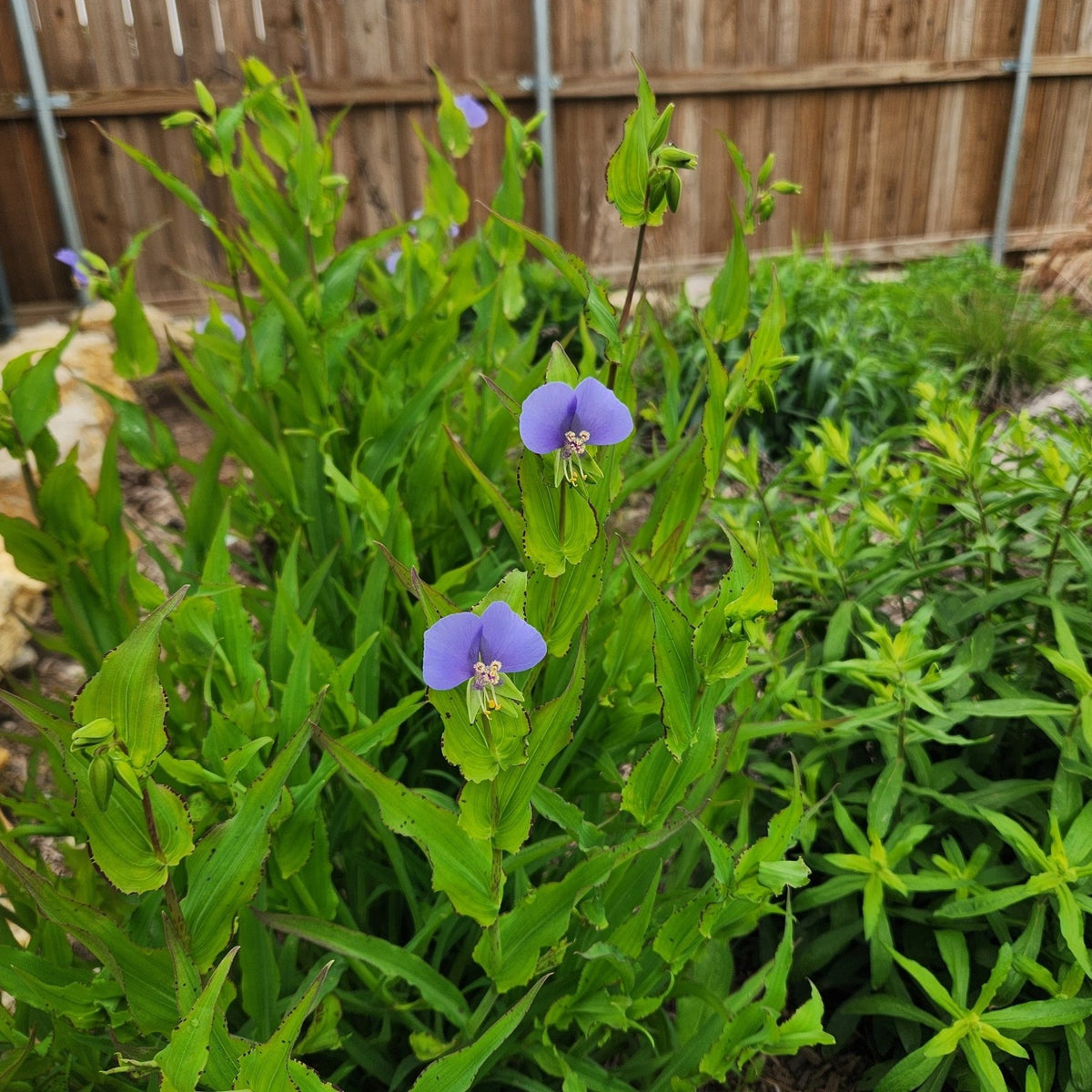 Tinantia anomala (False Dayflower)