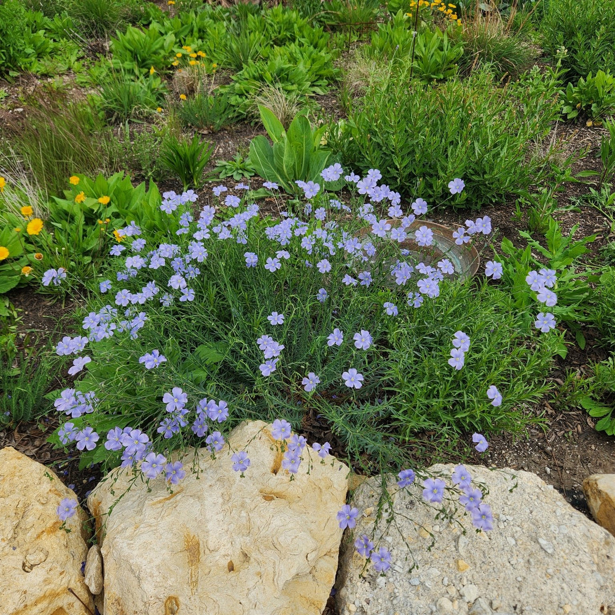 Linum lewisii (Blue Flax)