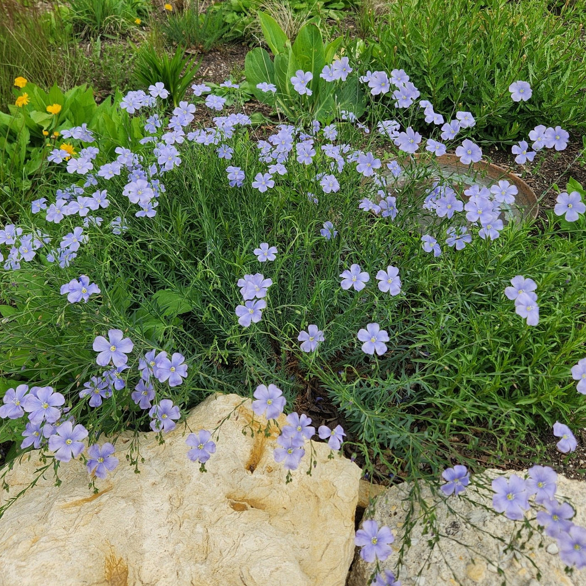 Linum lewisii (Blue Flax)