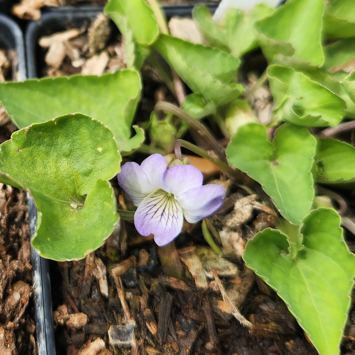 Viola missouriensis (Missouri Violet)