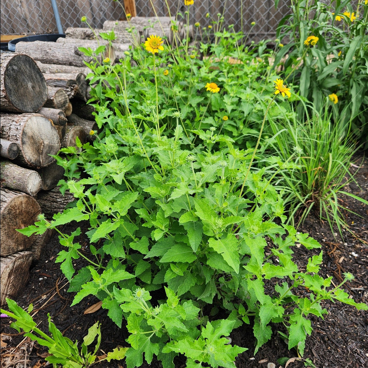 Simsia calva (Bush Sunflower)