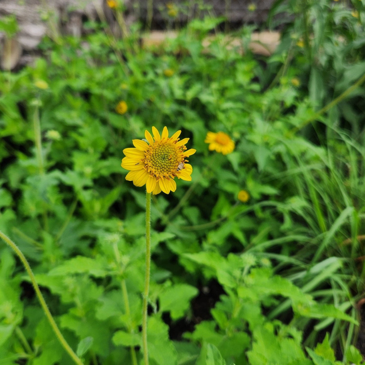 Simsia calva (Bush Sunflower)