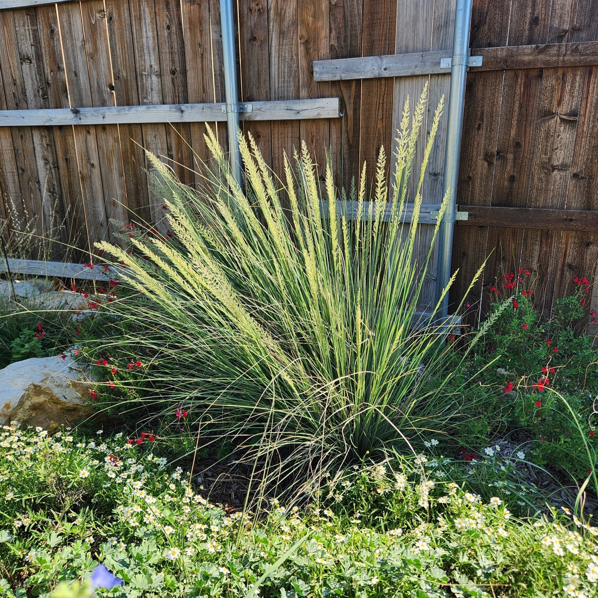 Muhlenbergia lindheimeri (Lindheimer Muhly)