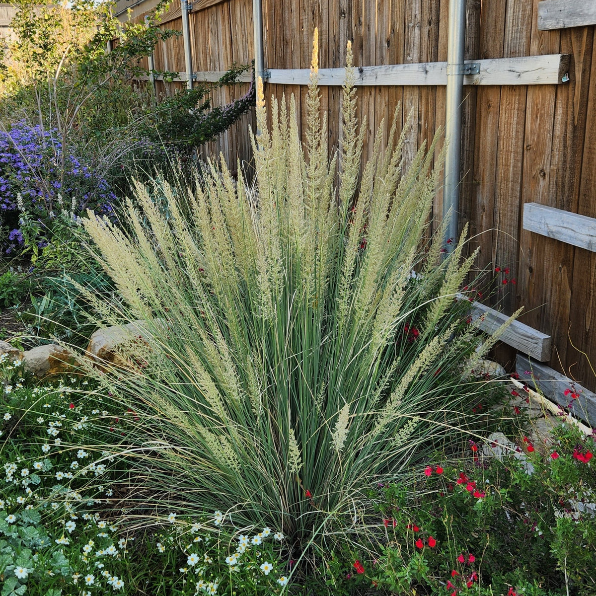Muhlenbergia lindheimeri (Lindheimer Muhly)