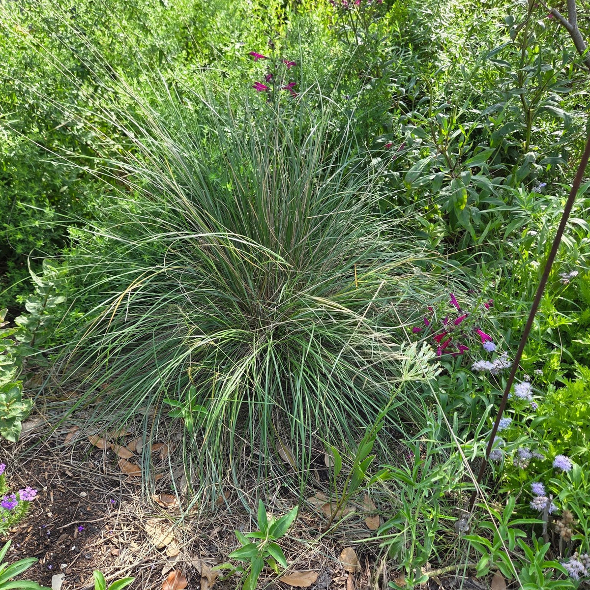 Muhlenbergia dubia (Pine Muhly)