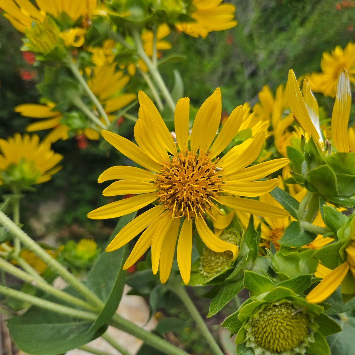 Silphium radula (Roughstem Rosinweed)