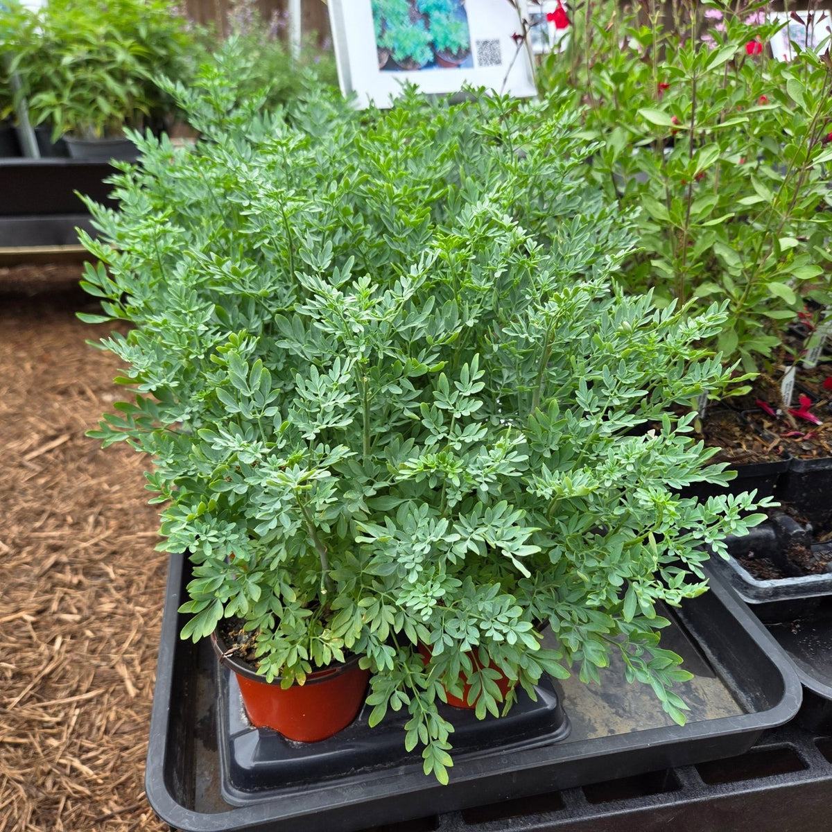 Ruta graveolens (Common Rue)