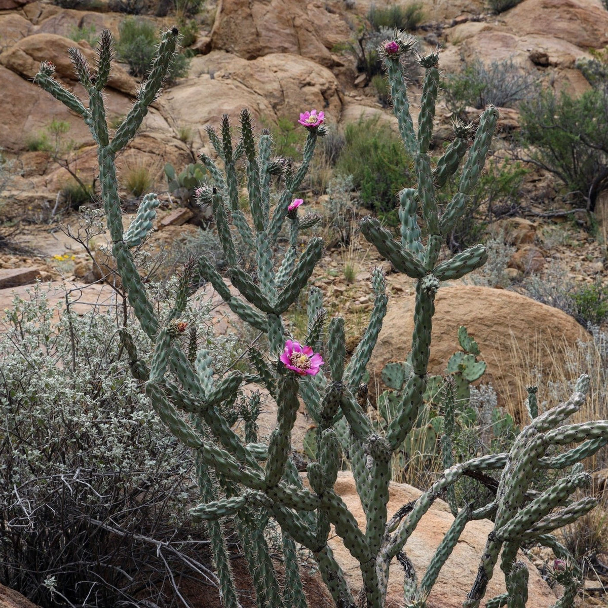 Cylindropuntia imbricata (Cholla)