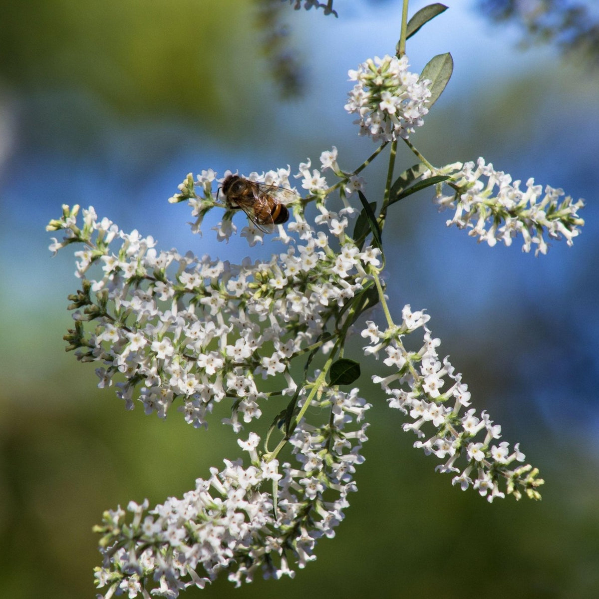 Aloysia gratissima (Beebrush)
