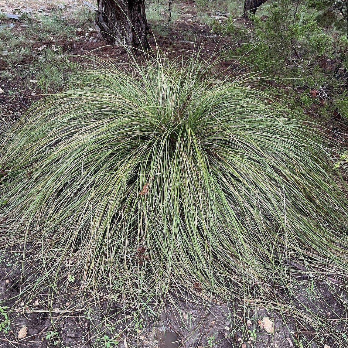 Nolina texana (Texas Beargrass)