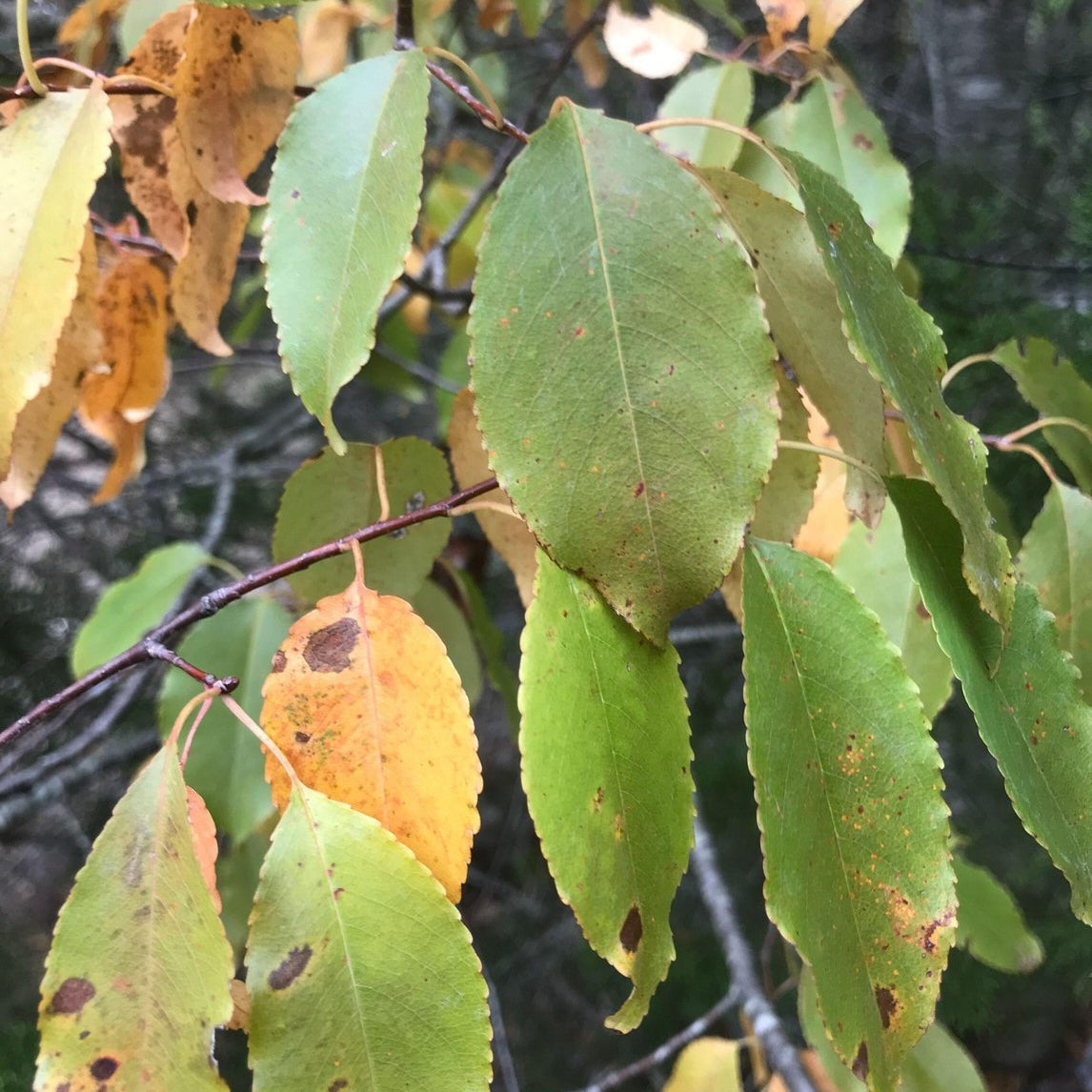 Prunus serotina var eximia (Escarpment Black Cherry)