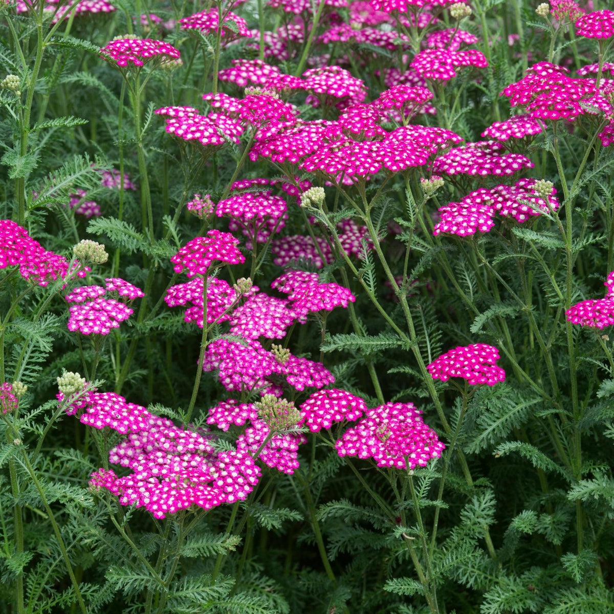 Achillea millefolium (Yarrow 'New Vintage Violet')