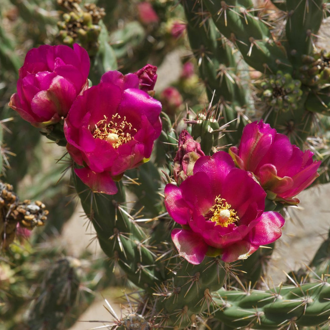 Cylindropuntia imbricata (Cholla)