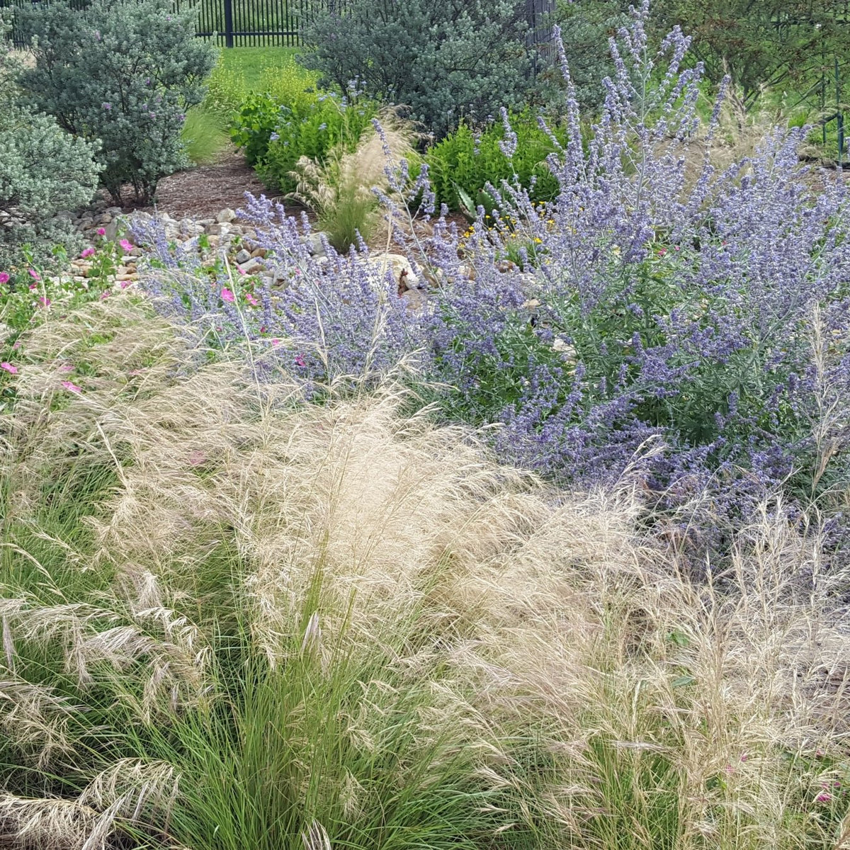 Salvia yangii (Russian Sage 'Blue Jean Baby')