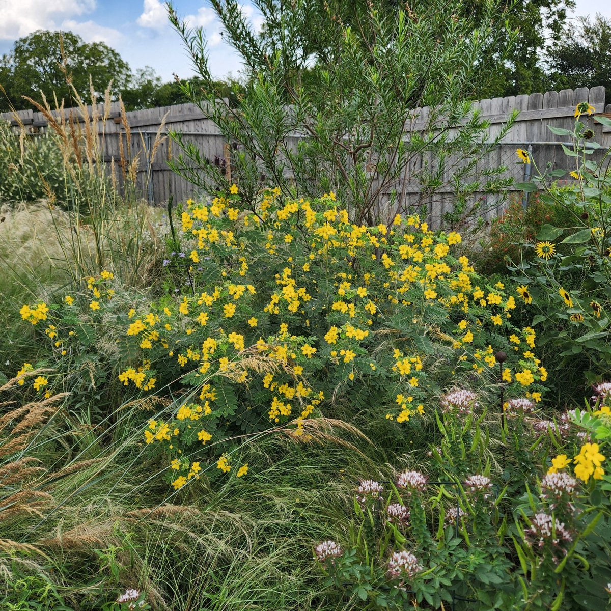 Senna lindheimeriana (Lindheimer's Senna)