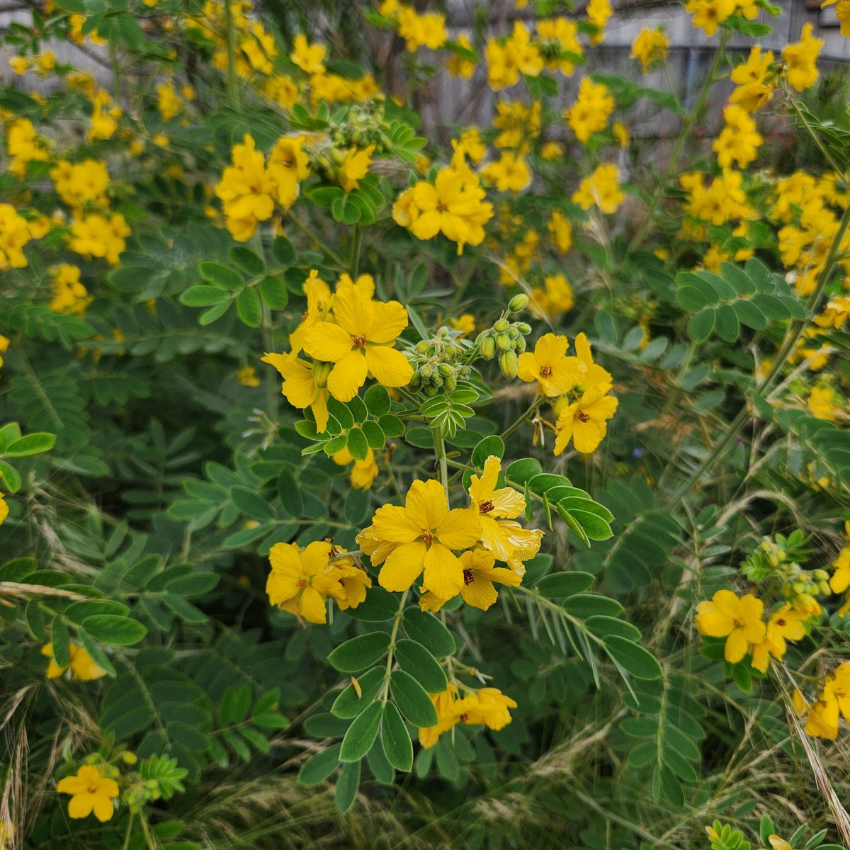 Senna lindheimeriana (Lindheimer's Senna)