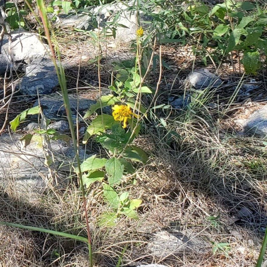 Verbesina lindheimeri (Lindheimer's Crownbeard)