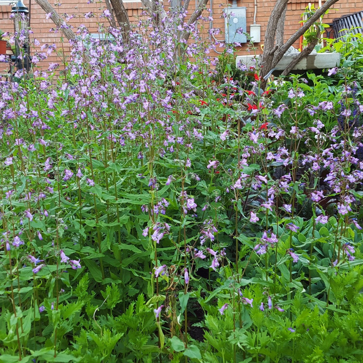 Gulf Coast Penstemon (Penstemon tenuis)