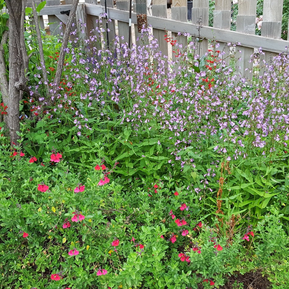 Gulf Coast Penstemon (Penstemon tenuis)