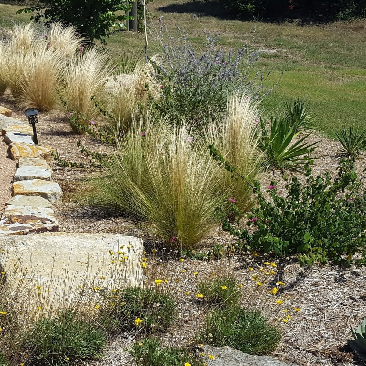 Mexican feather grass (Nassella tenuissima)