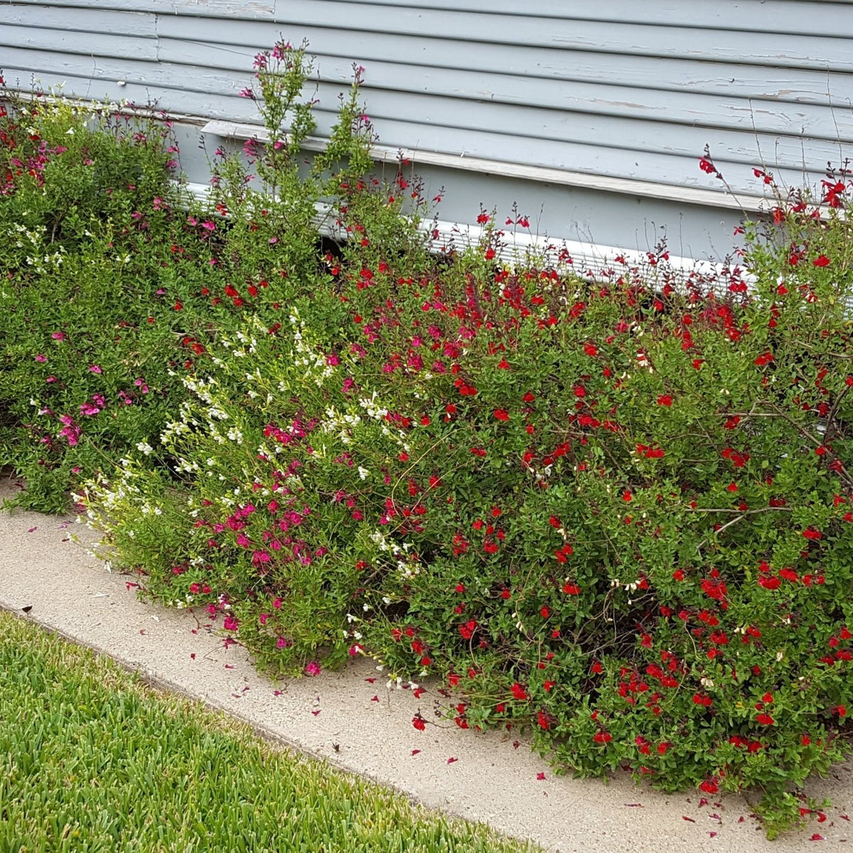 Salvia greggii red (Autumn Sage red)