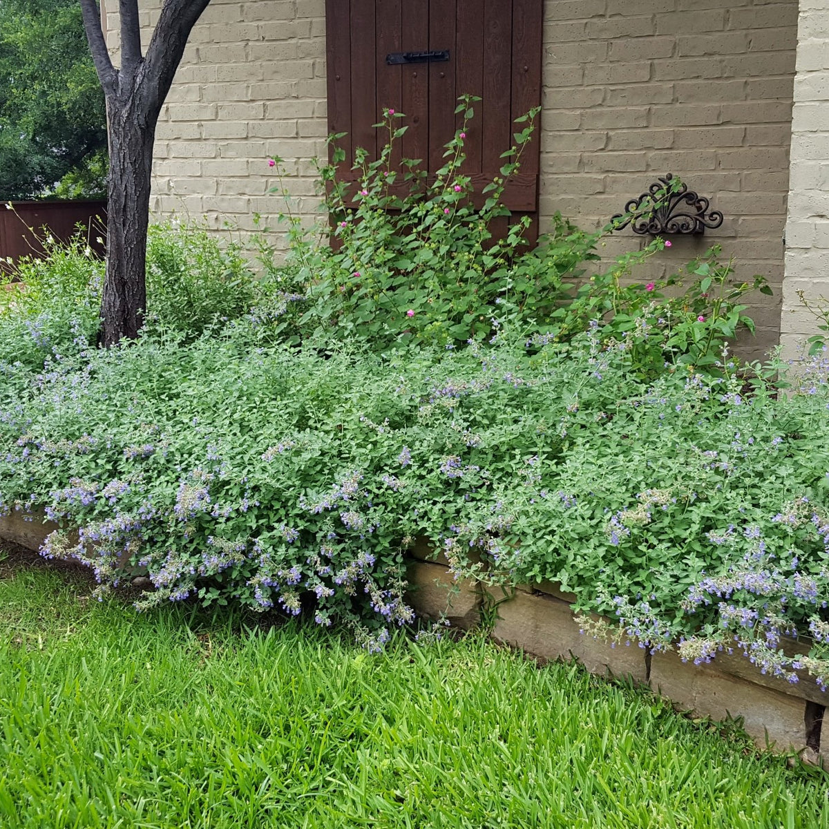 Catmint 'Walker's Low' (Nepeta x faassenii 'Walker's Low')