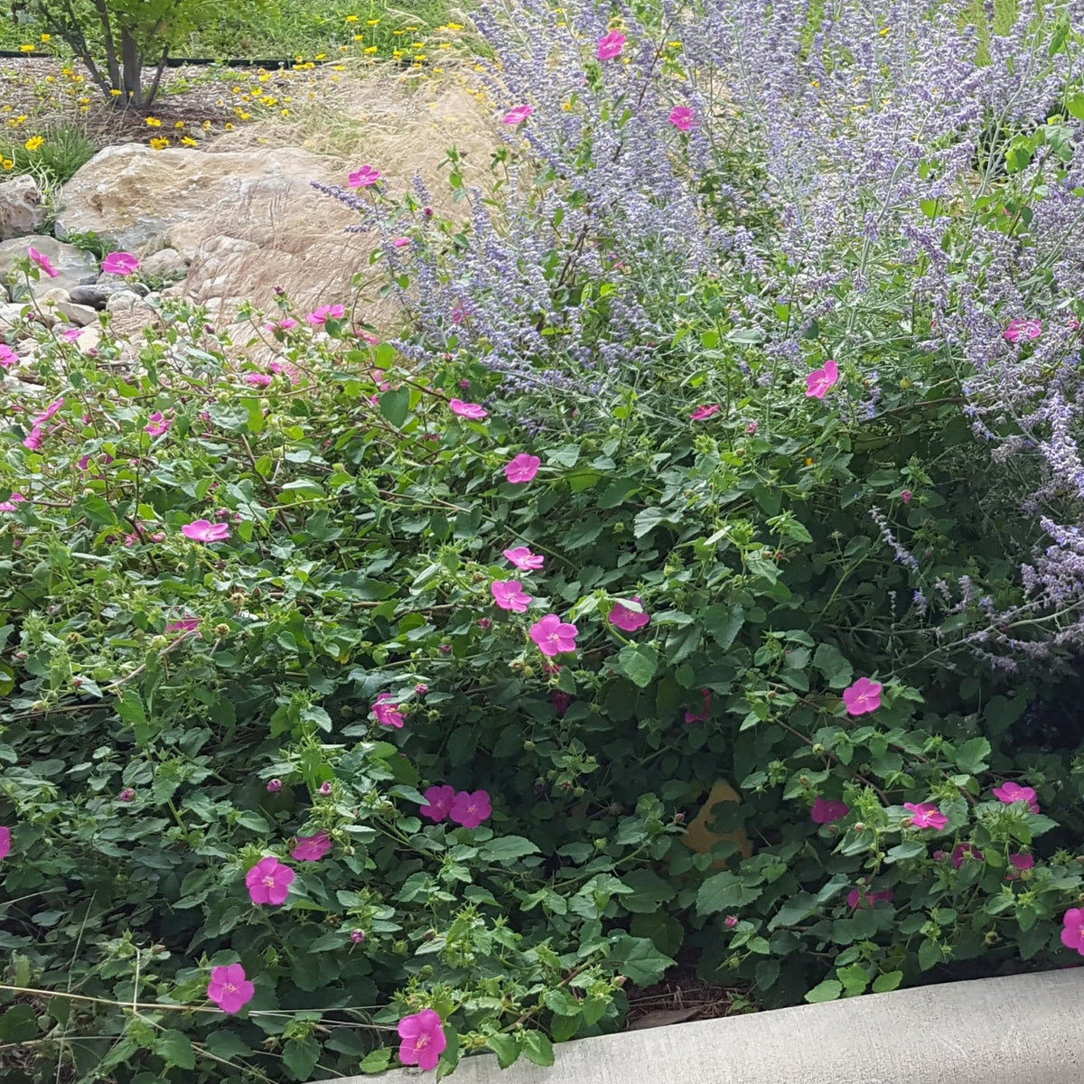 Pavonia lasiopetala (Rock Rose)