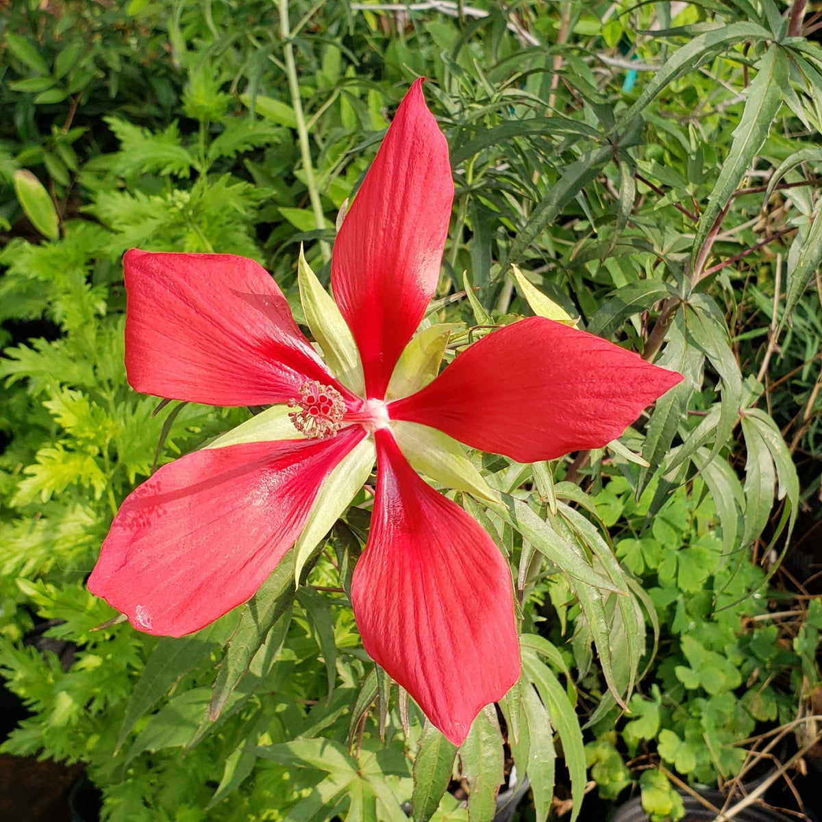 Hibiscus coccineus (Texas Star Hibiscus)