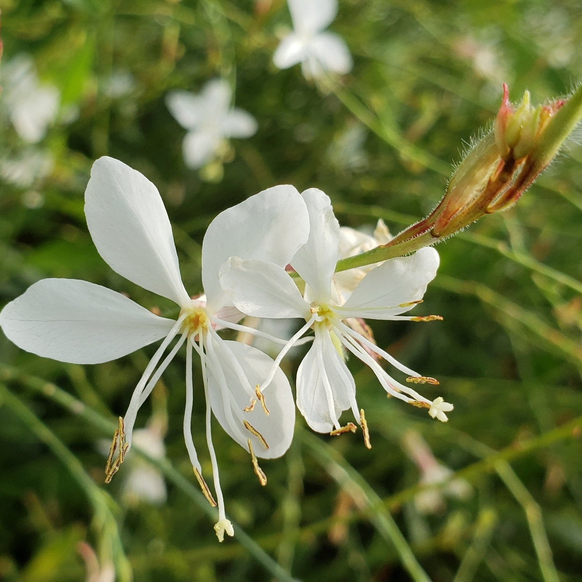 Oenothera lindheimeri 'Belleza White' (Gaura 'Belleza White')