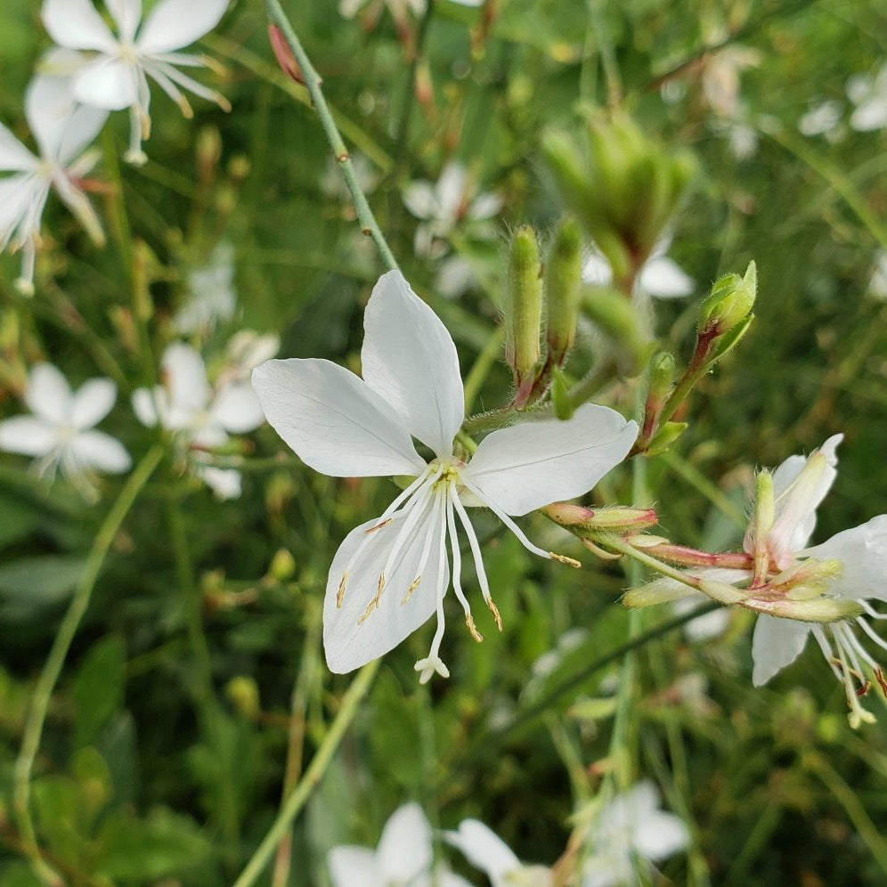 Oenothera lindheimeri 'Belleza White' (Gaura 'Belleza White')