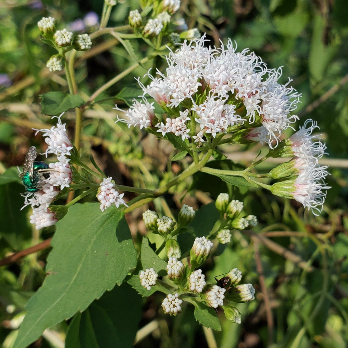 Shrubby boneset (Ageratina havanensis)