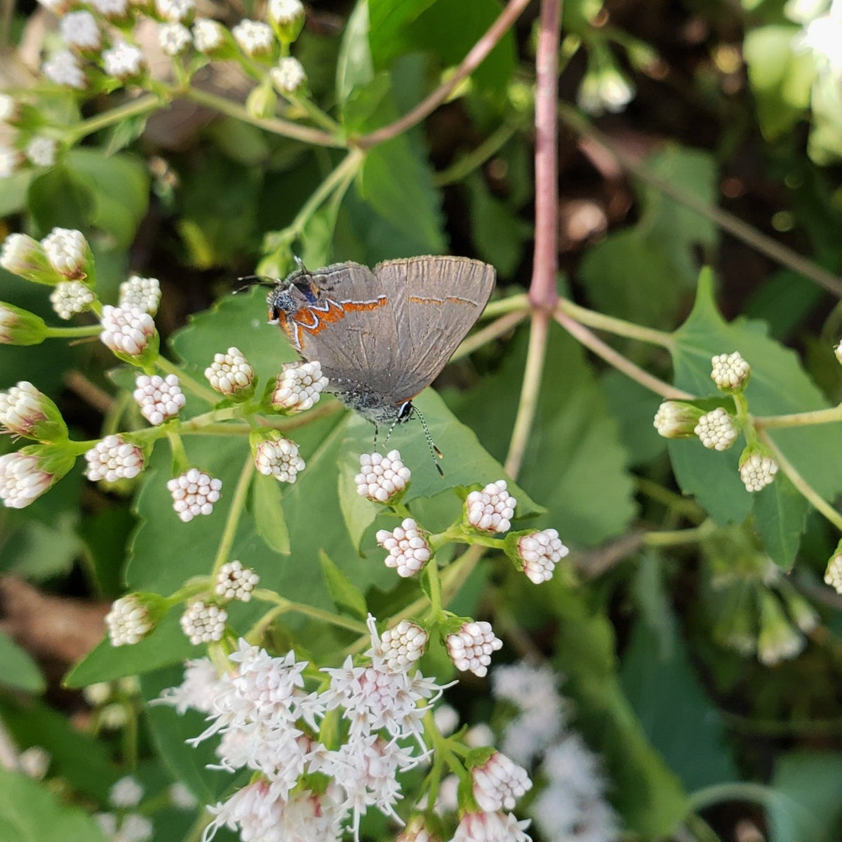 Shrubby boneset (Ageratina havanensis)