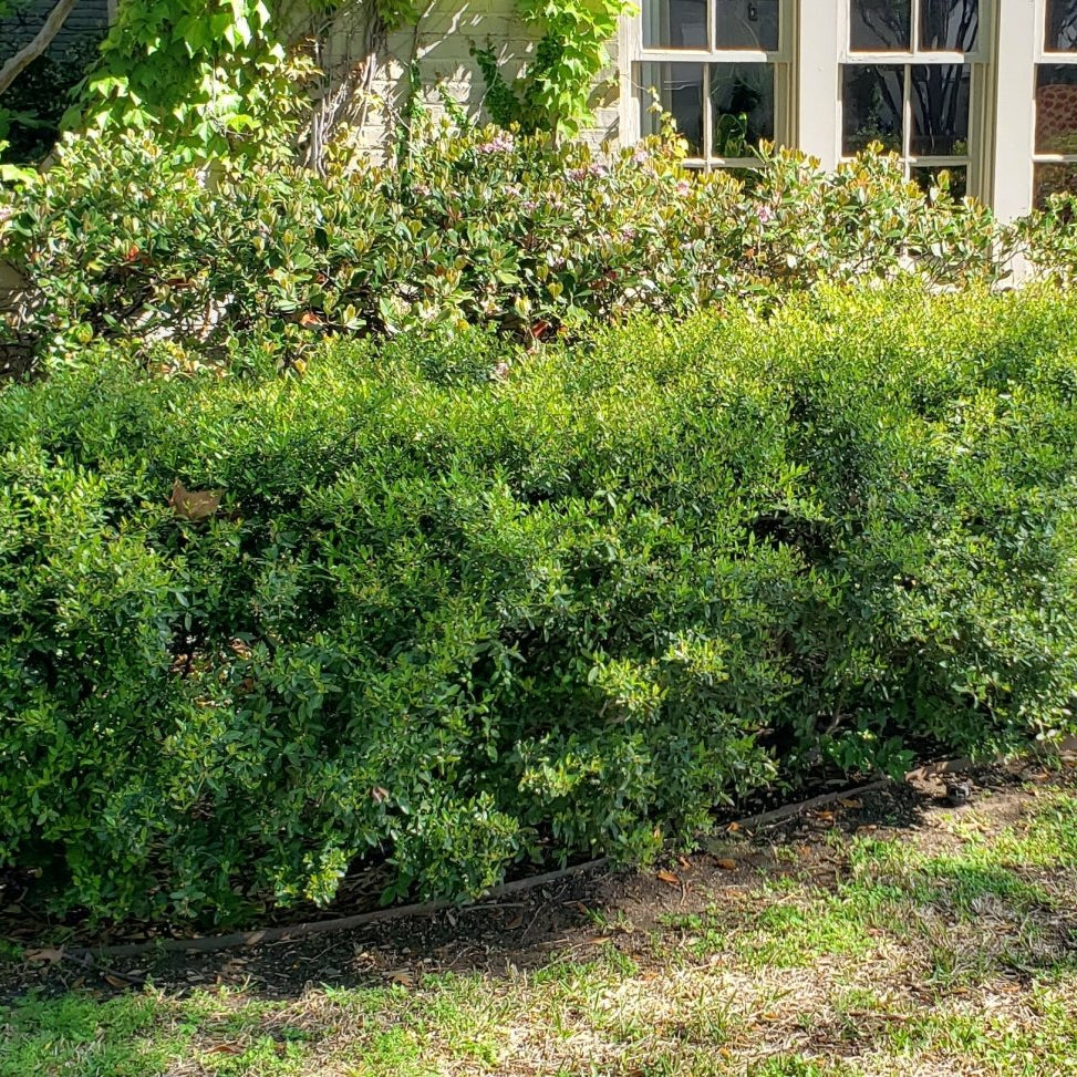 Ilex vomitoria 'Nana' (Dwarf Yaupon Holly 'Nana')