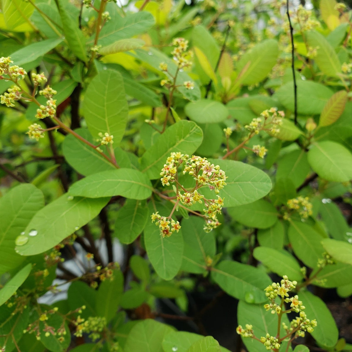 Cotinus obovatus (American Smoke Tree)