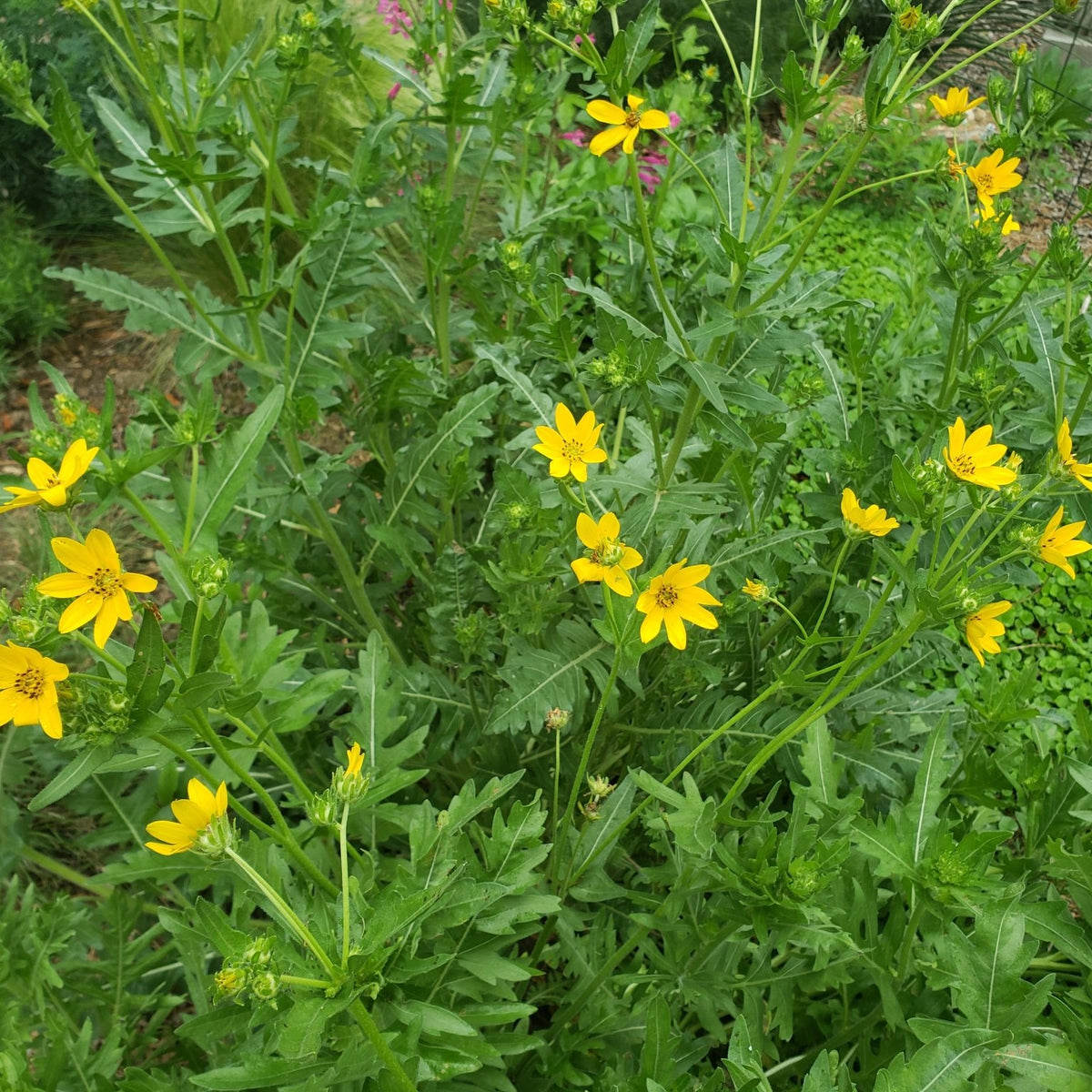 Engelmannia peristenia (Cutleaf Daisy)