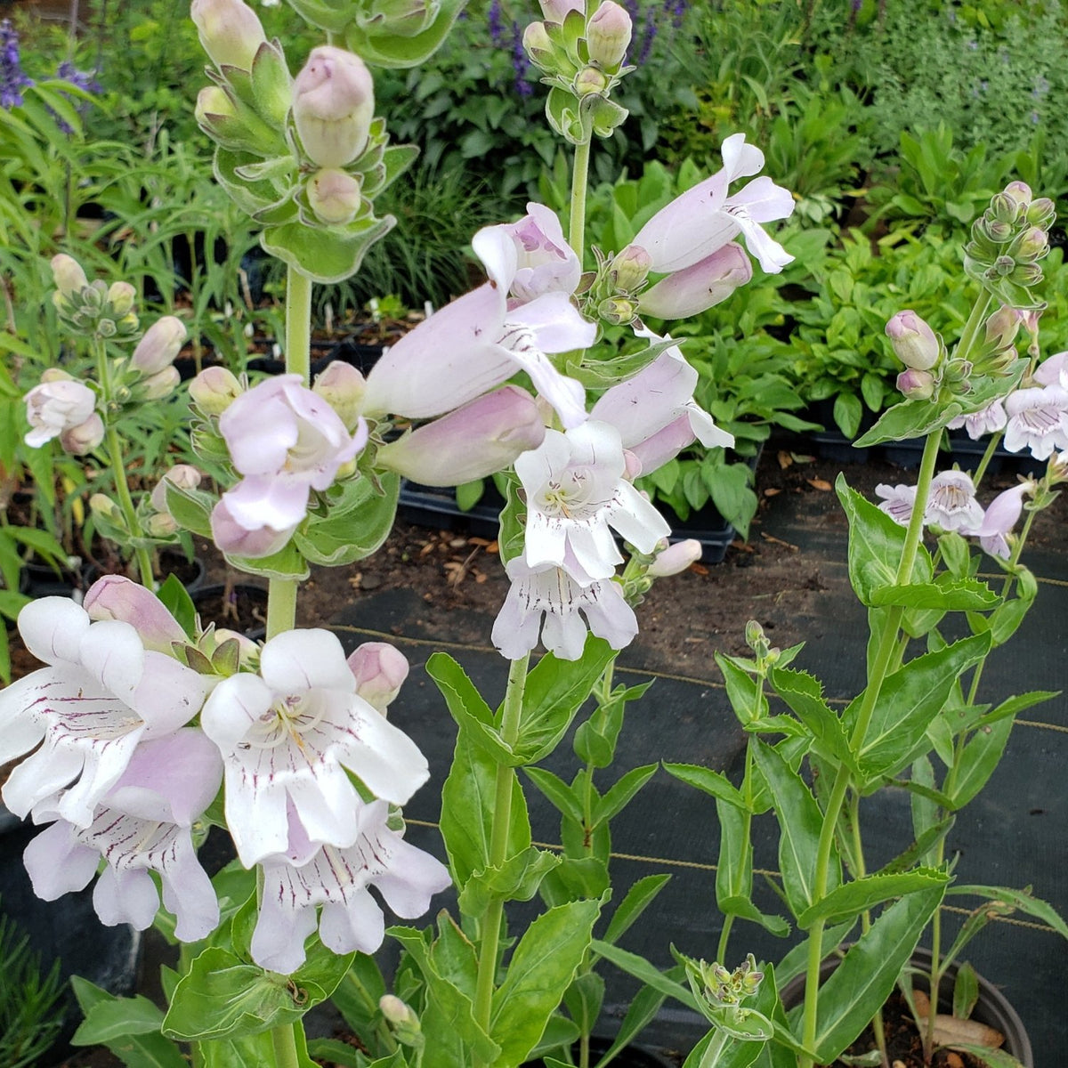 Penstemon cobaea (Prairie Penstemon)
