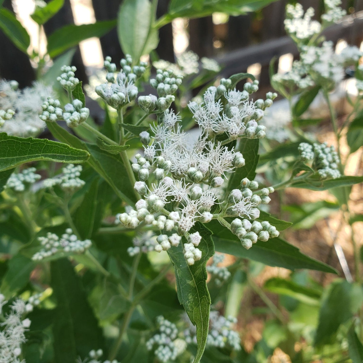 Eupatorium serotinum (Late Boneset)