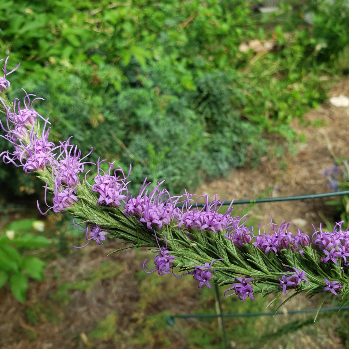Liatris punctata var. mucronata (Texas Gayfeather)