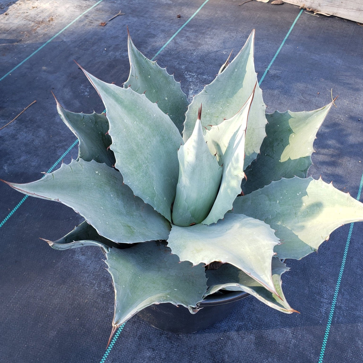 Agave ovatifolia 'Frosty Blue' (Whale's Tongue Agave 'Frosty Blue')