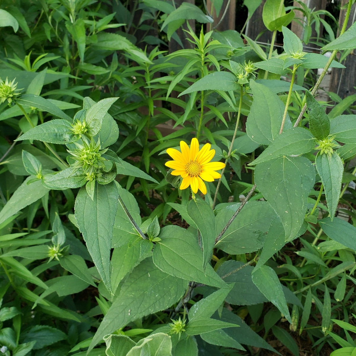 Helianthus hirsutus (Hairy Sunflower)