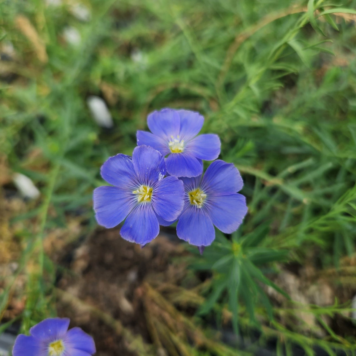 Linum lewisii (Blue Flax)