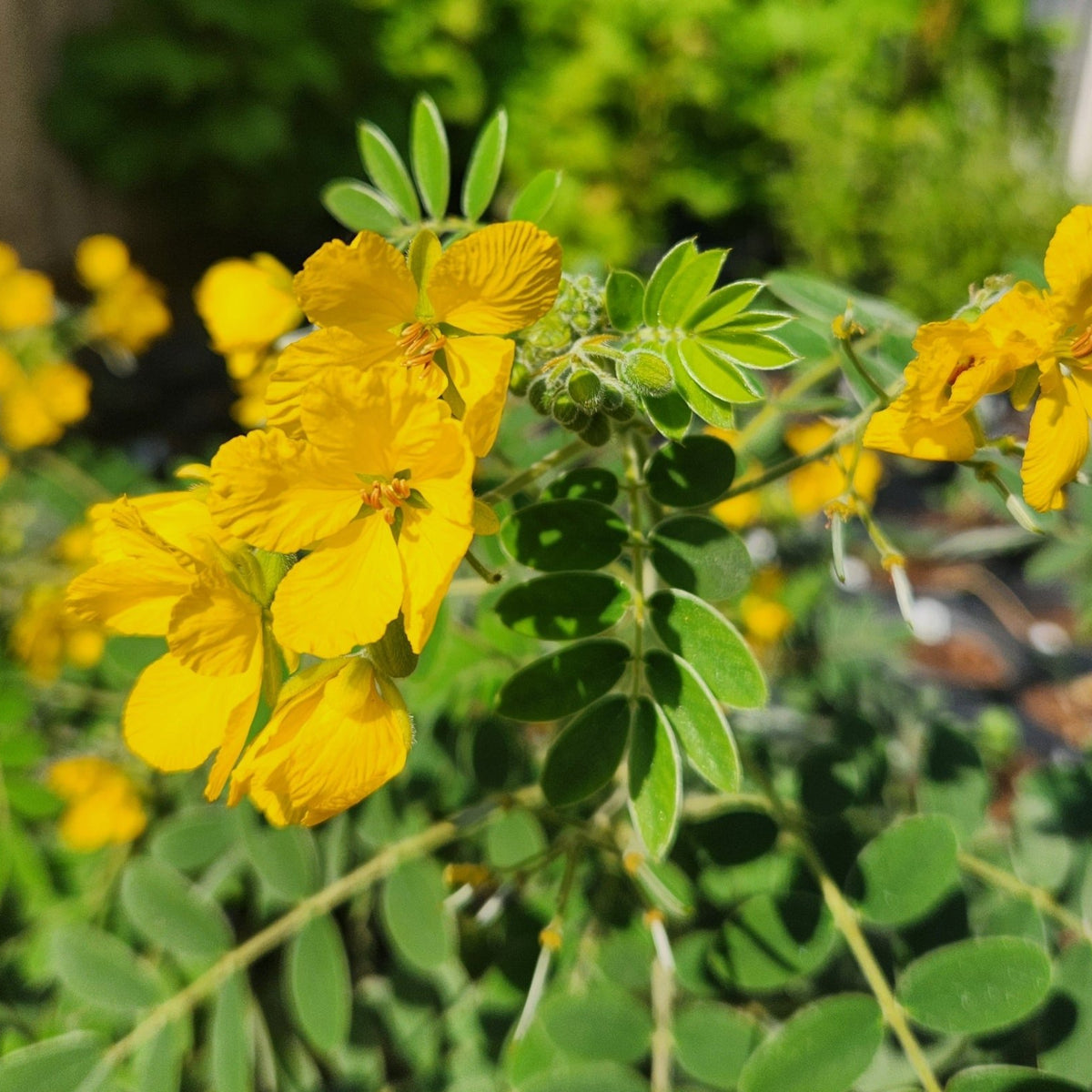 Senna lindheimeriana (Lindheimer's Senna)